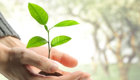 Young plant in human hands Young plant in human hands